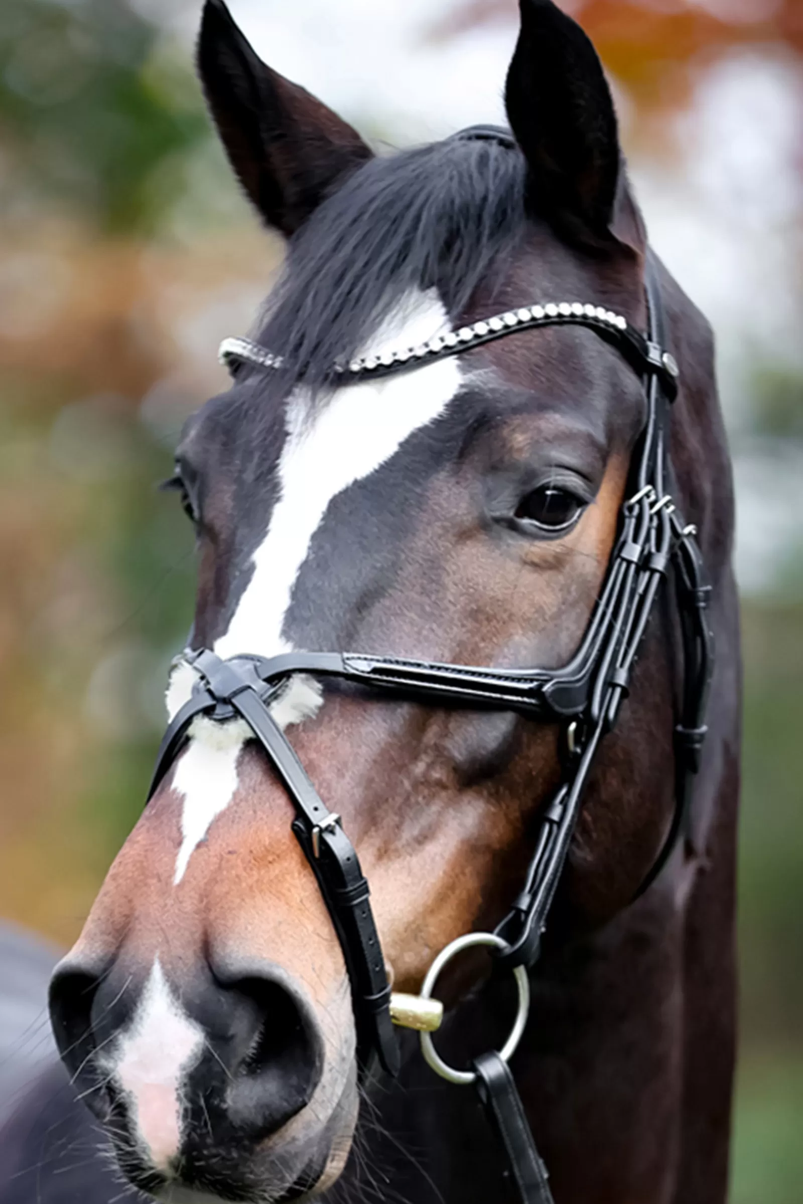 kavalkade Lucia Mexican Bridle> Bridles & Nosebands